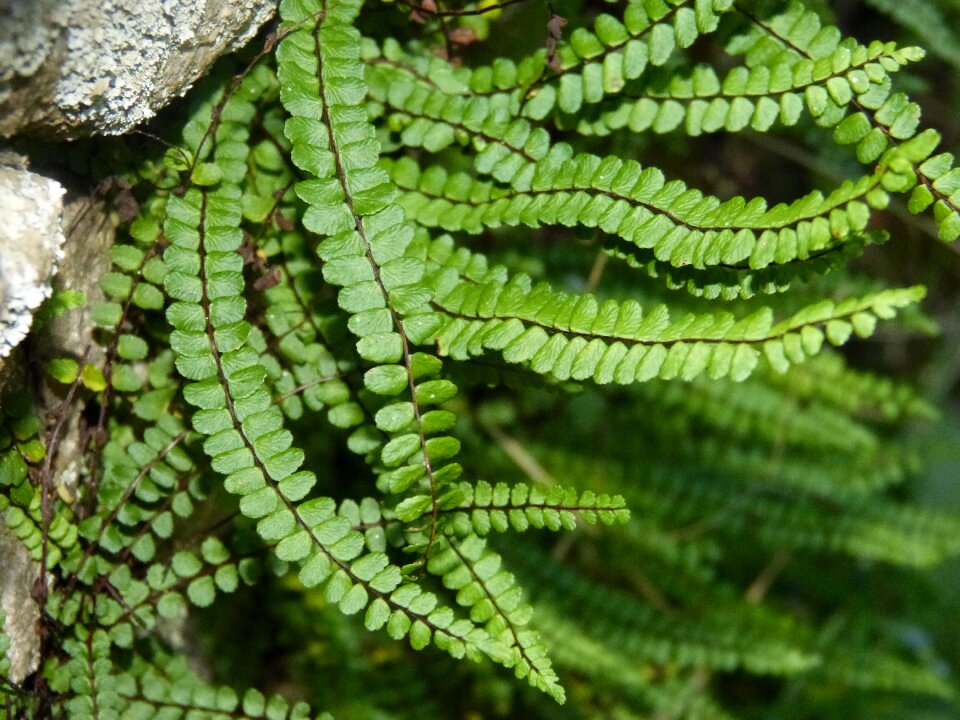 Plants nature leaf