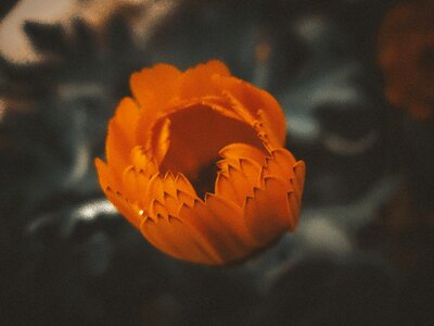 Flower nature