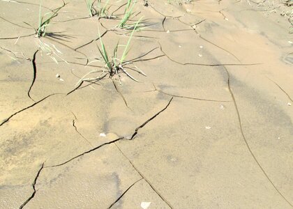 Land crack grass