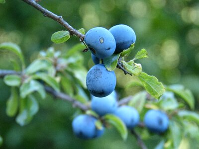 Berry blue blueberry