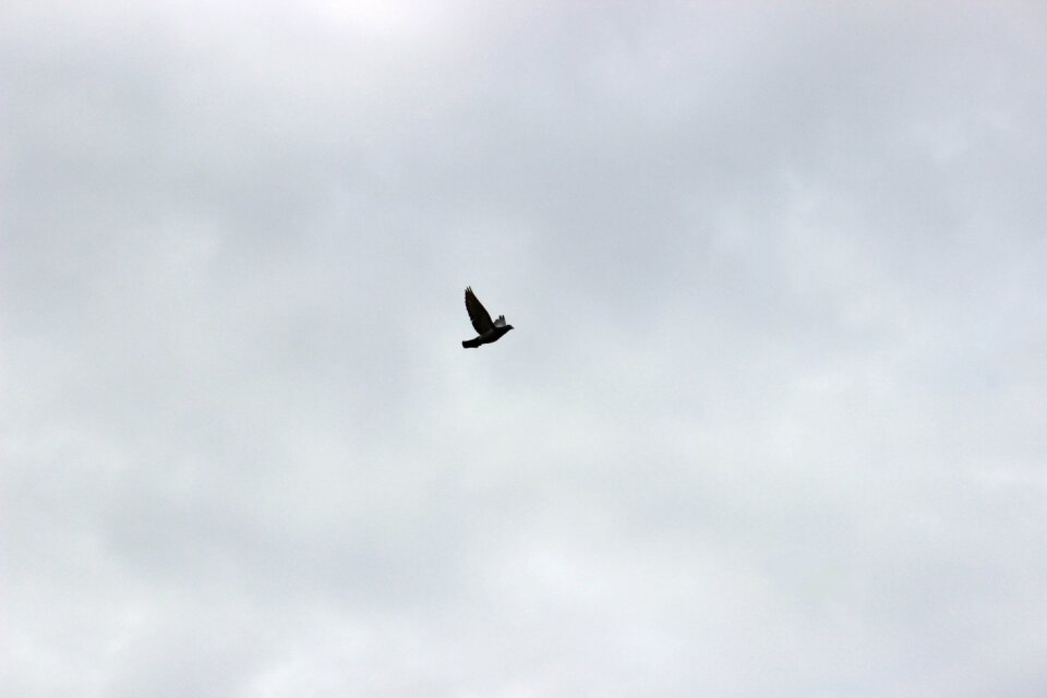 Pigeons pen wings