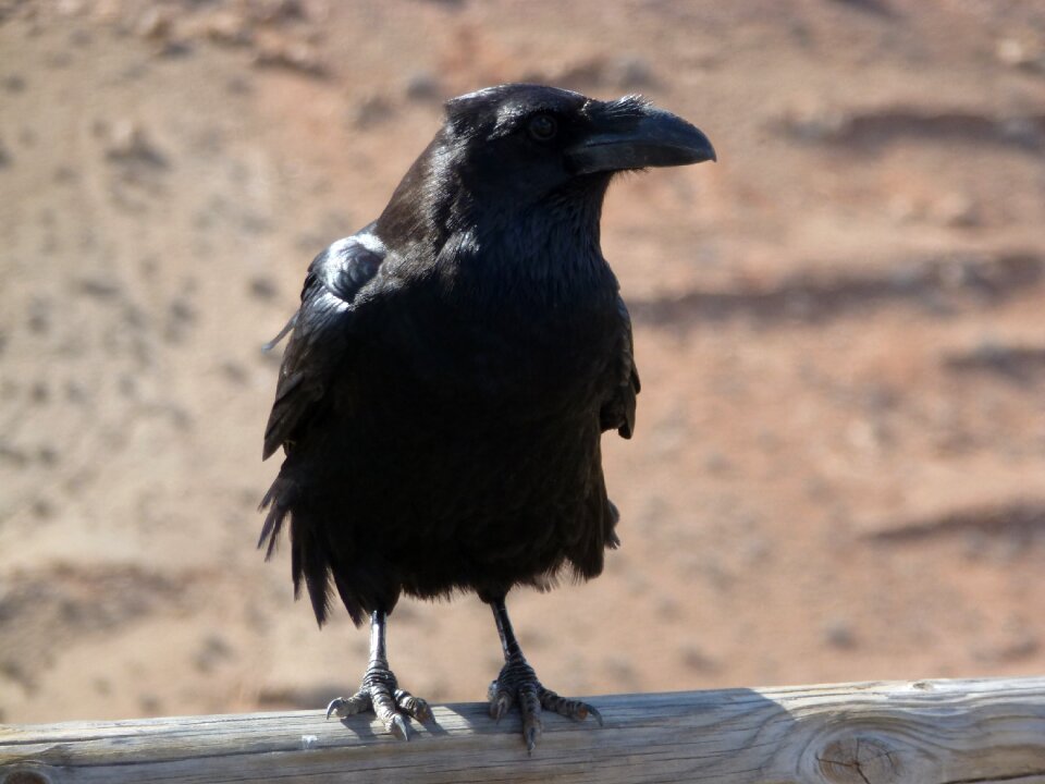 Black nature bird