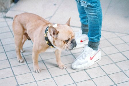 Pet animal