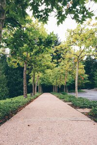 Nature forest green