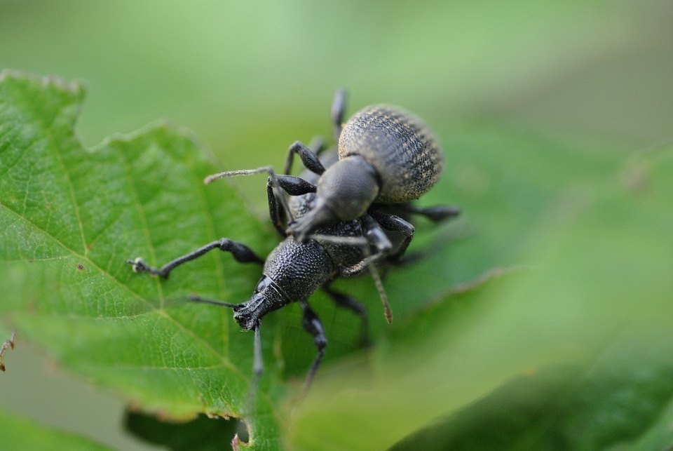 Nature campaign macro