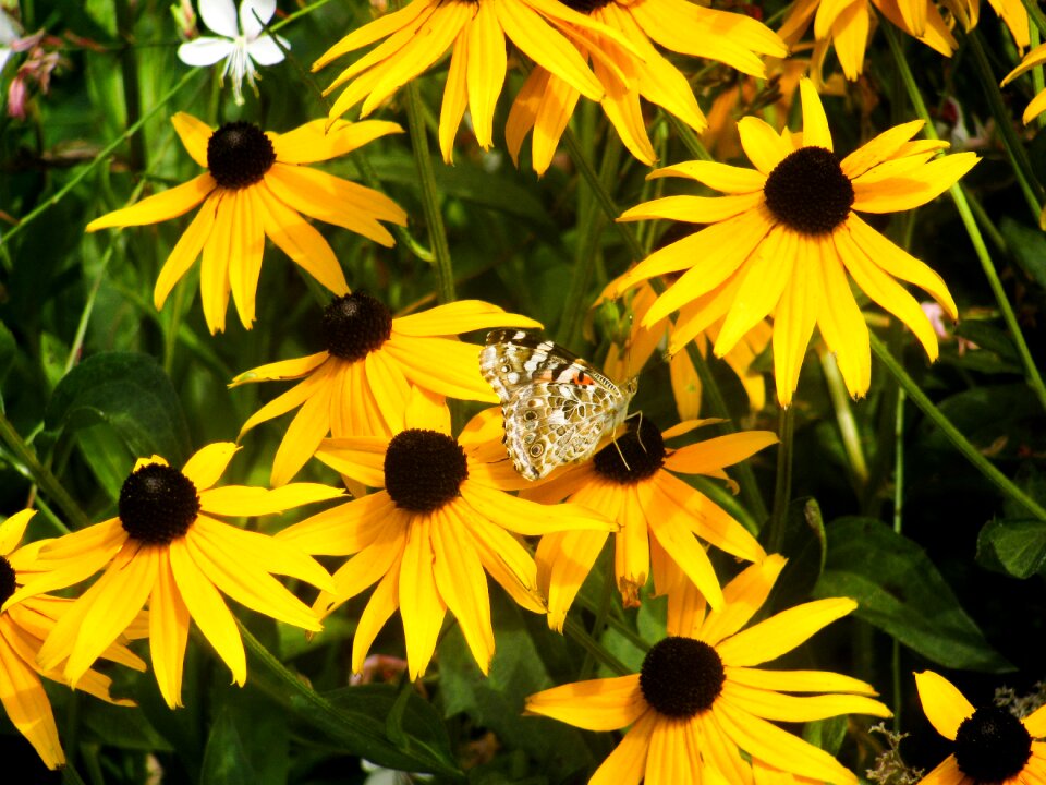 Nature butterfly instect