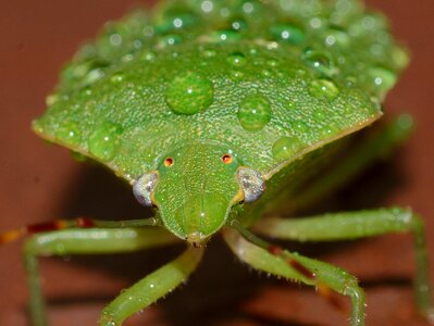 Nezara viridula macro photo