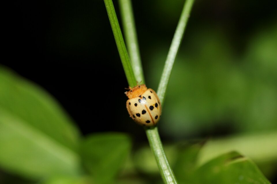 Gardening nature garden