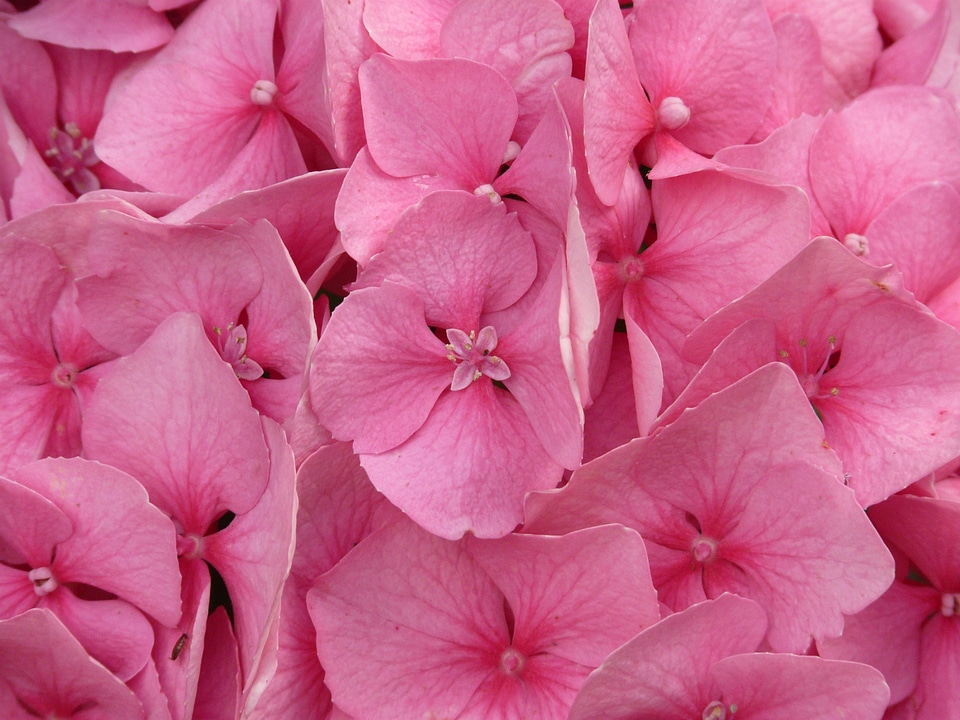 Pink flower blossom