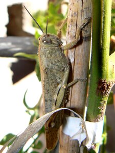 Grasshopper orchard insect photo