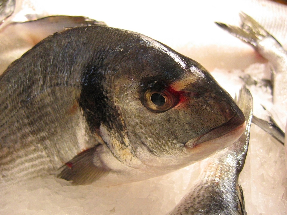 Perch scale animals