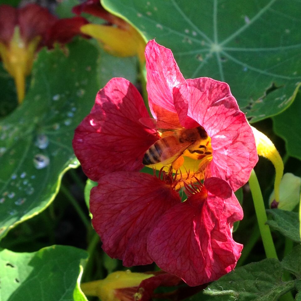Garden flowers slingerkrasse