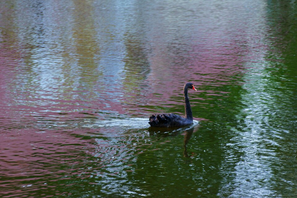 Swans water nature