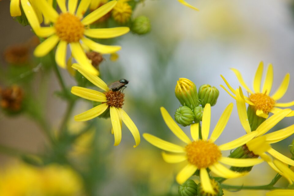 Spring bug yellow flowers