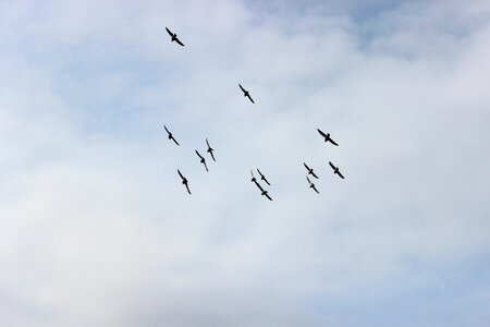 Pigeons pen wings photo