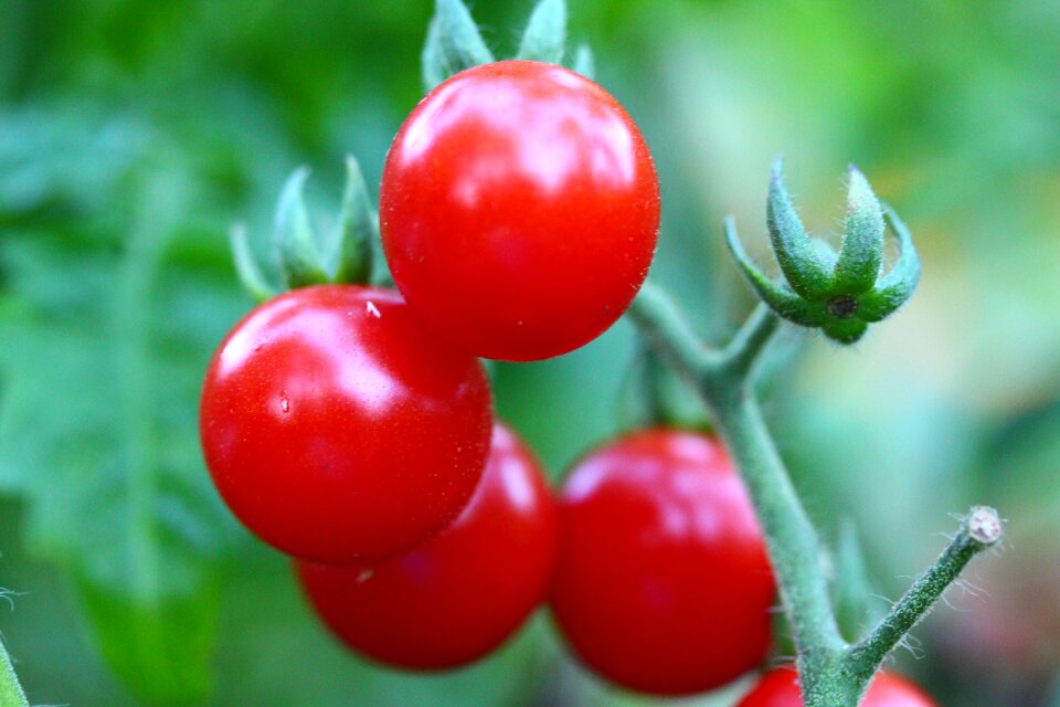 Vegetable tomato food
