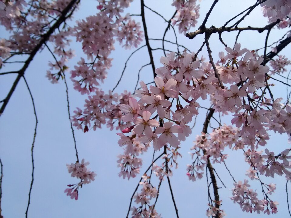 Cherry blossom spring flower
