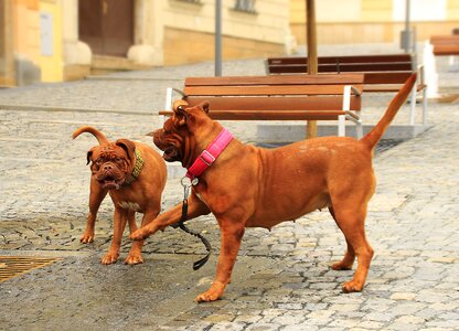 Street mastiffs french photo