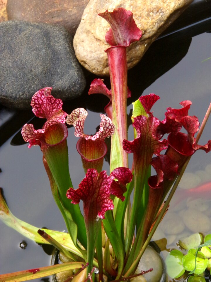 Plant water garden