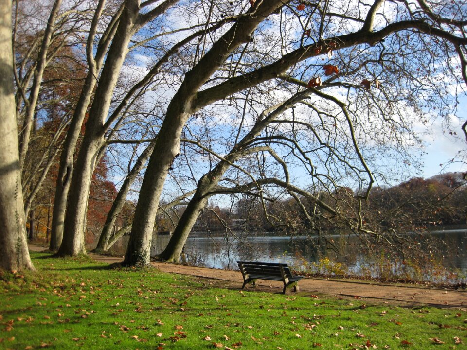 Parc de la tête d'or trees bench