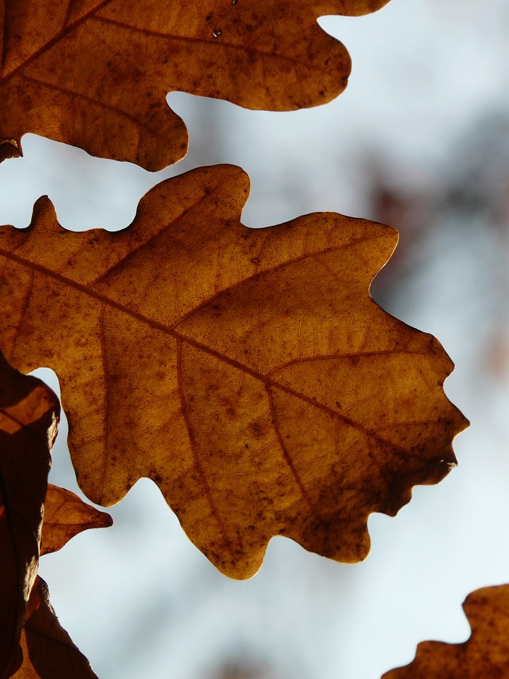 Sessile oak quercus petraea winter oak