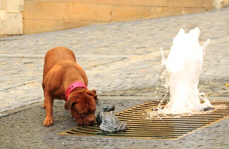 Street mastiffs french photo