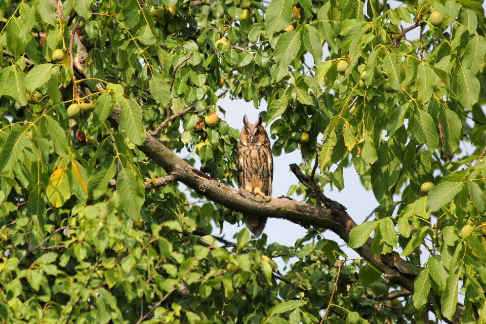 Nature birds owl
