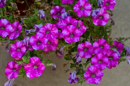 Bloom close up purple photo
