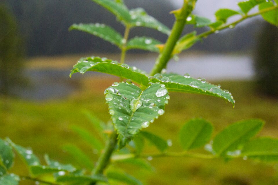 Wet water drops of rain
