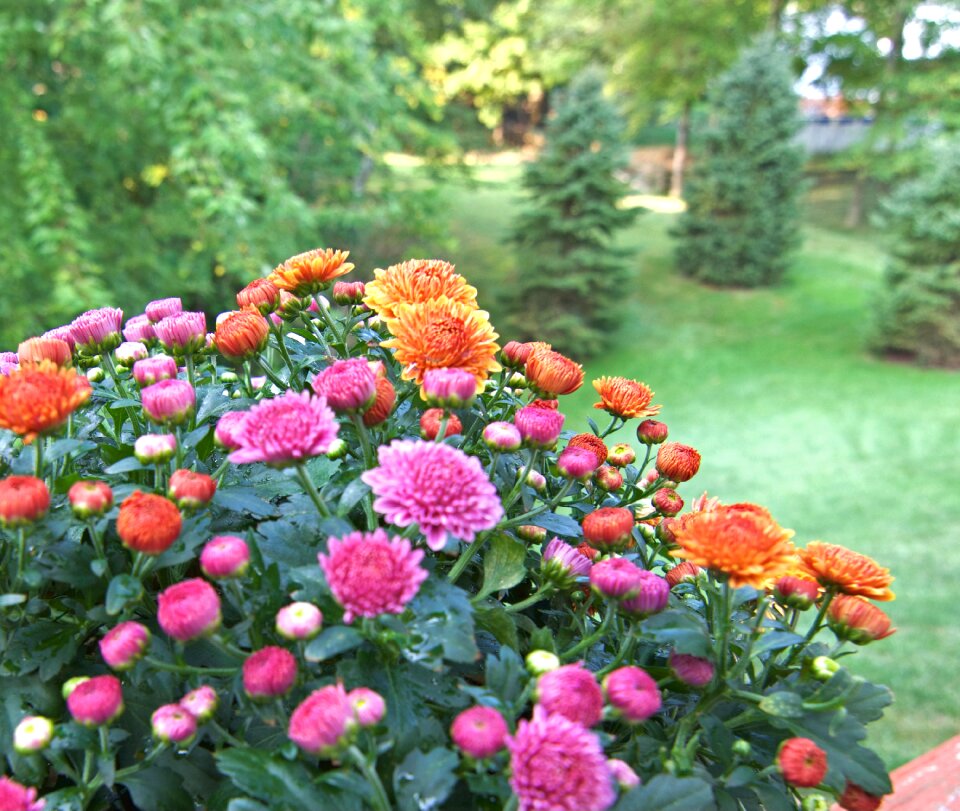 Fall fall flowers