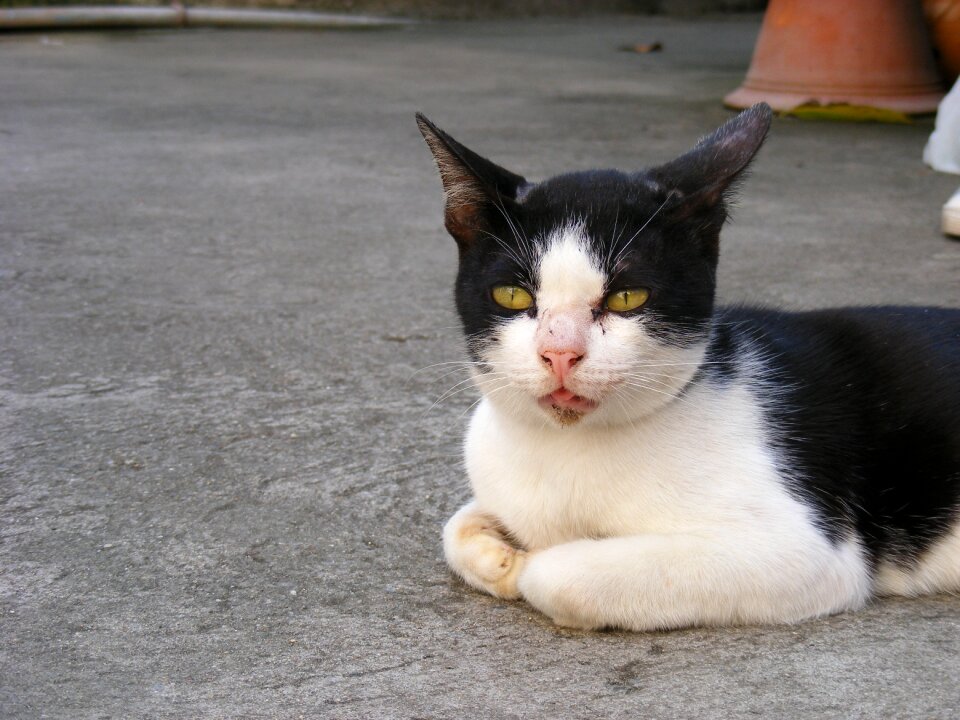 Cat animals eat meat pets