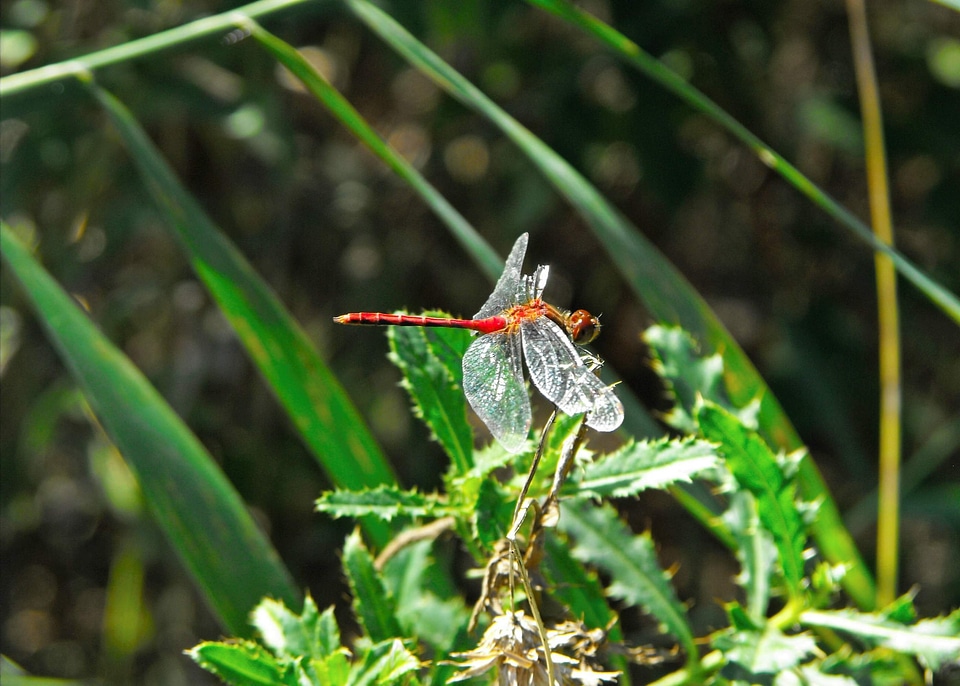 Wing fauna wildlife