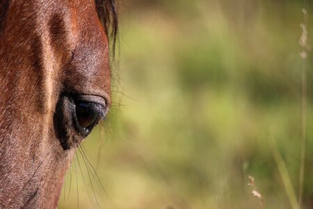 Brown mold pasture horse head