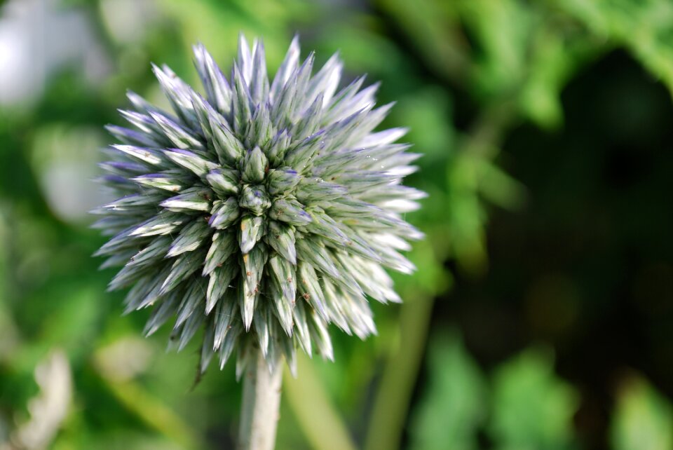 Gardening nature summer