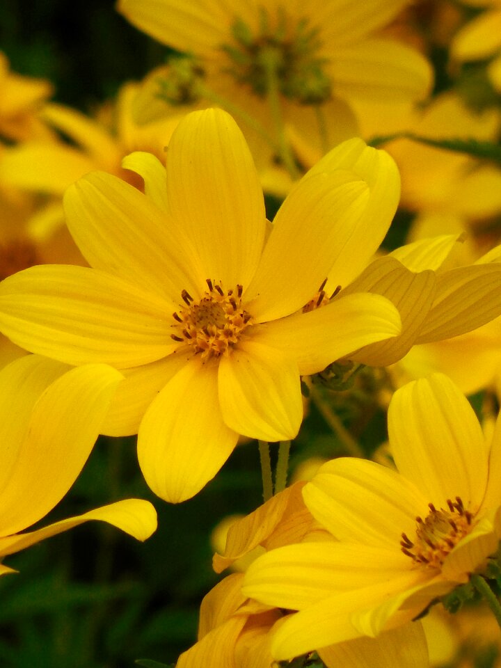 Flower bloom blossom