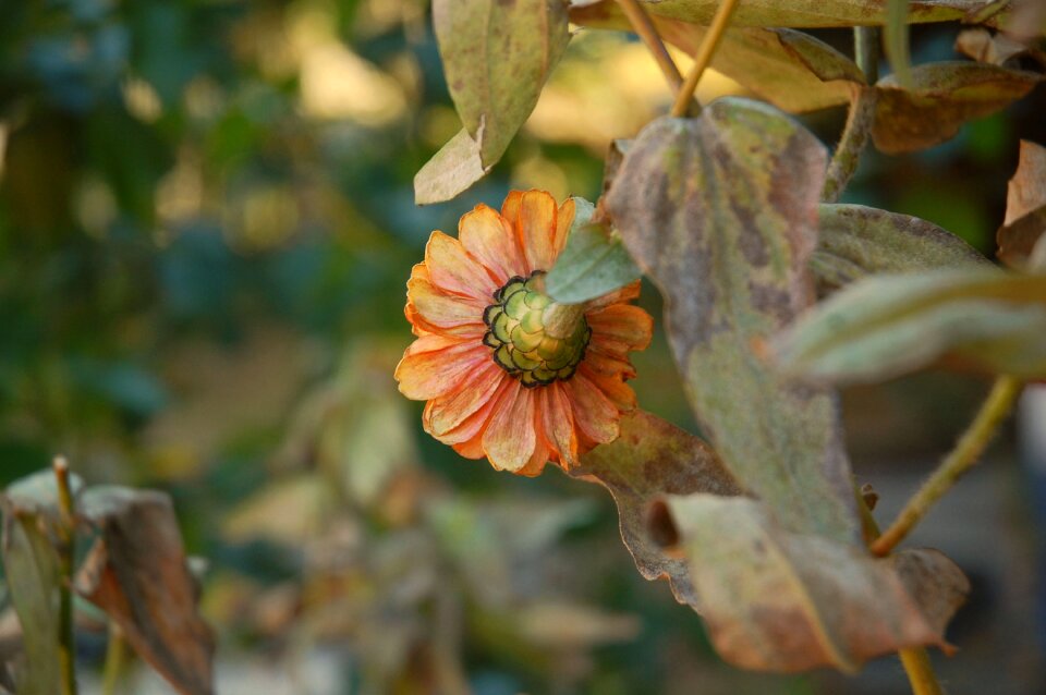 Bloom summer floral