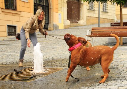 Street mastiffs french photo