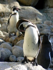 Penguins pájaro bobo zoo