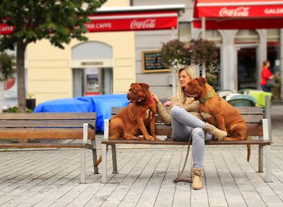 Street mastiffs french photo