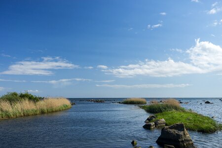 Reed coast nature photo