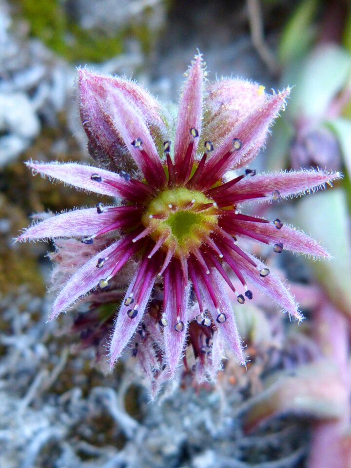 Cactus gross floor succulent