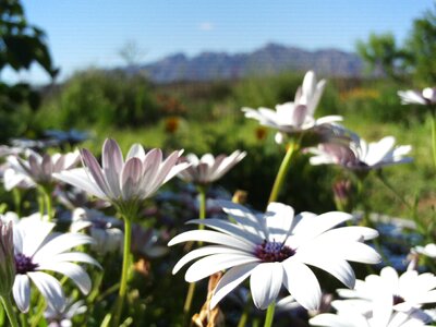 Field nature spring