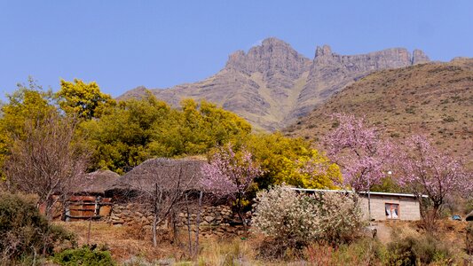 Peach blossom landscape nature