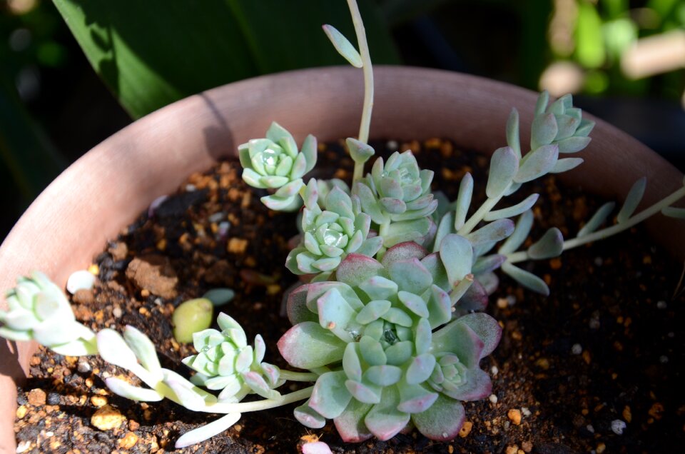 Wall thickness plant flower pots photo