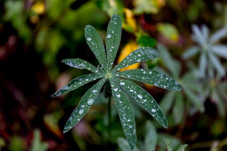 Plant leaf forest