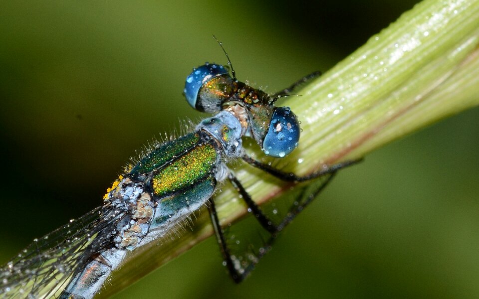 Macro nature stem