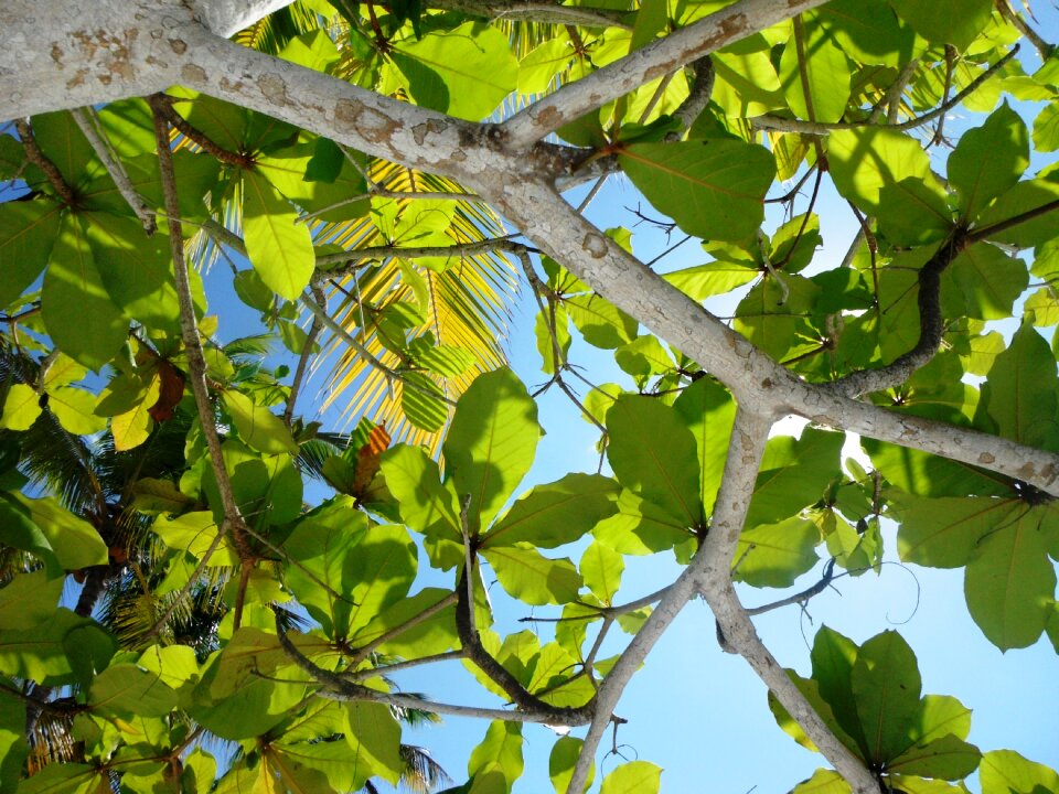 Branches leaf branch