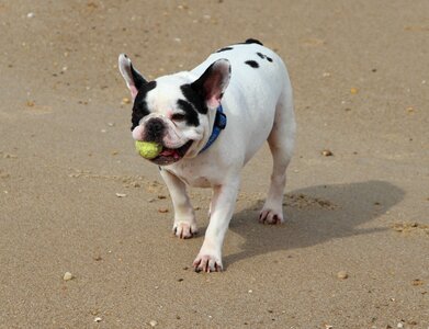 Beach ball playing