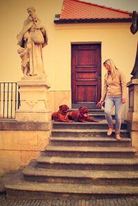 Street mastiffs french photo