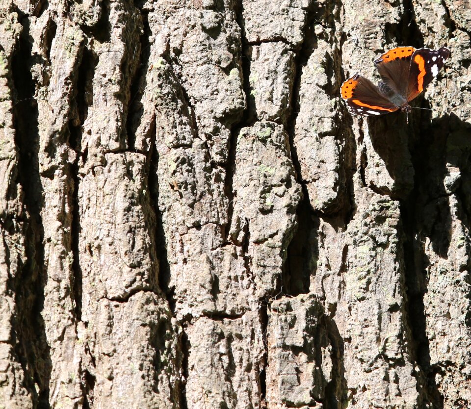 Butterfly butterflies nature